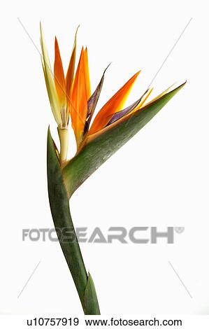 "Bird of paradise, Flower" View Large Photo Image Stock Photo - "Bird of paradise, Flower". Fotosearch