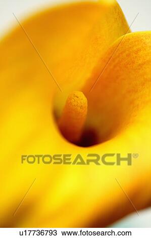 Stock Image - "Calla Lily, Flower". Fotosearch