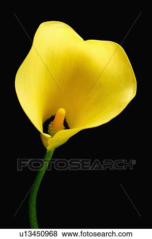 "Calla Lily, Flower" View Large Photo Image Stock Photo - "Calla Lily, Flower". Fotosearch