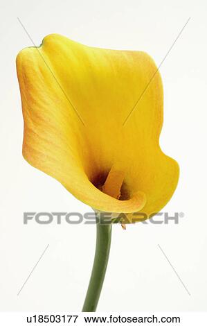 "Calla Lily, Flower" View Large Photo Image Stock Photo - "Calla Lily, Flower". Fotosearch