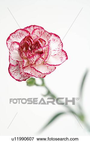 "Carnation, Flower" View Large Photo Image Stock Photo - "Carnation, Flower". Fotosearch