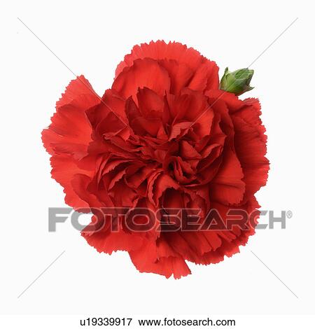 "Carnation, Flower" View Large Photo Image Stock Photo - "Carnation, Flower". Fotosearch