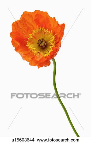 "Corn poppy, Flower" View Large Photo Image Picture - "Corn poppy, Flower". Fotosearch