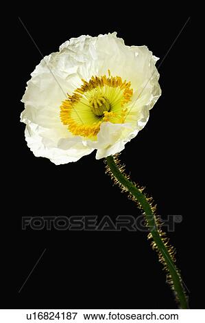 "Corn poppy, Flower" View Large Photo Image Stock Photo - "Corn poppy, Flower". Fotosearch