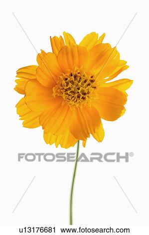 Stock Image - "Cosmos Flower, Flower". Fotosearch
