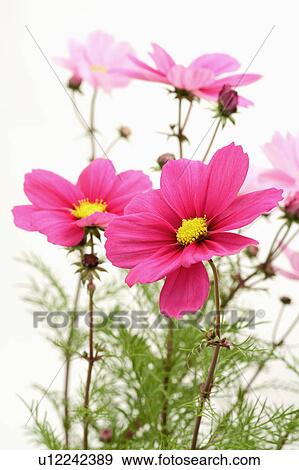 Stock Photo - "Cosmos Flower, Flower". Fotosearch