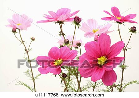 Stock Photograph - "Cosmos Flower, Flower". Fotosearch