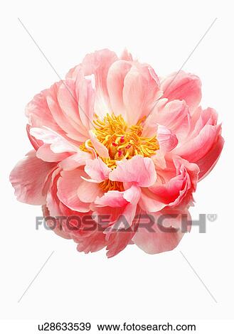 "Dahlia, Flower" View Large Photo Image Stock Photo - "Dahlia, Flower". Fotosearch