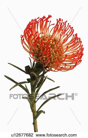 "Flower, Blood Lily" View Large Photo Image Stock Image - "Flower, Blood Lily". Fotosearch