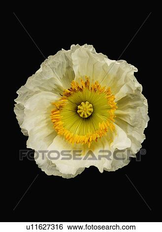 Stock Photograph - "Flower, Corn poppy". Fotosearch