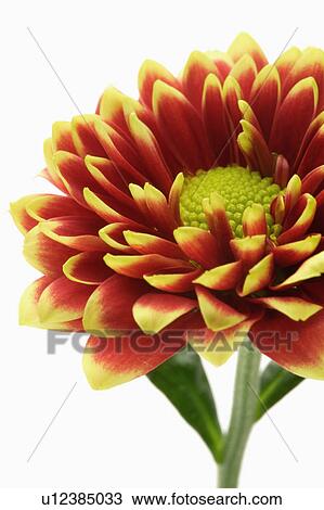 Stock Image - "Flower, Dahlia". Fotosearch