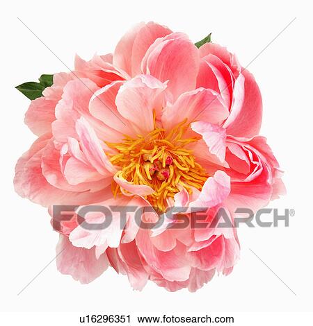"Flower, Dahlia" View Large Photo Image Stock Image - "Flower, Dahlia". Fotosearch