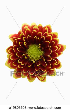 Stock Image - "Flower, Dahlia". Fotosearch