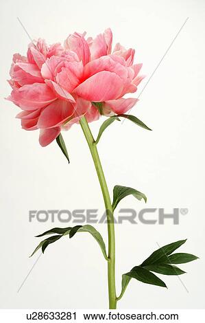 "Flower, Dahlia" View Large Photo Image Stock Image - "Flower, Dahlia". Fotosearch