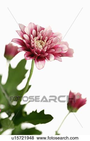 "Flower, Dahlia" View Large Photo Image Stock Photo - "Flower, Dahlia". Fotosearch