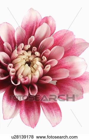 "Flower, Dahlia" View Large Photo Image Stock Photo - "Flower, Dahlia". Fotosearch