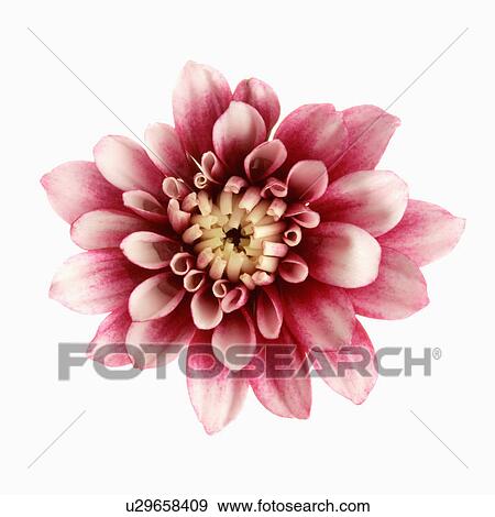 "Flower, Dahlia" View Large Photo Image Stock Photo - "Flower, Dahlia". Fotosearch