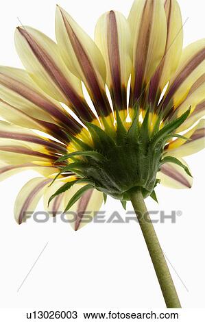 Stock Image - "Flower, Gazania". Fotosearch