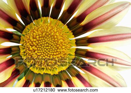 Stock Image - "Flower, Gazania". Fotosearch