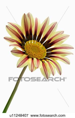 Stock Photo - "Flower, Gazania". Fotosearch