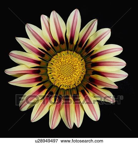 Stock Photo - "Flower, Gazania". Fotosearch