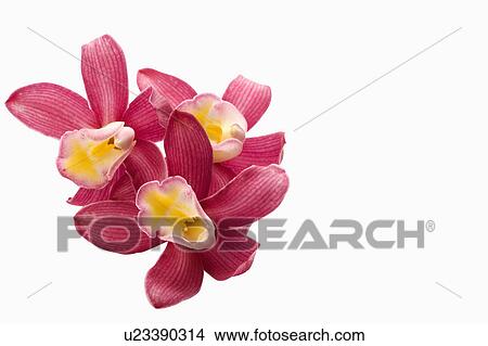 Picture - "Flower, Orchid". Fotosearch