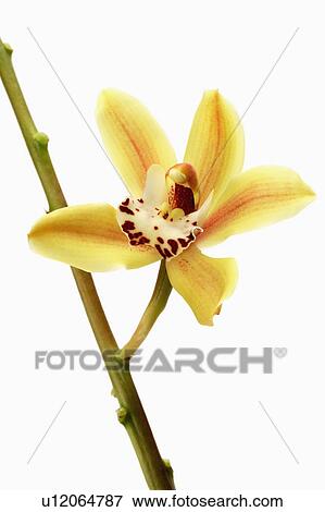 Stock Photo - "Flower, Orchid". Fotosearch