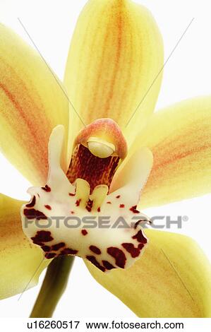 Stock Photo - "Flower, Orchid". Fotosearch