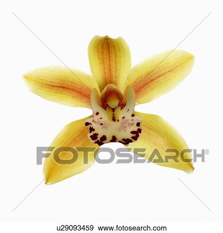 "Flower, Orchid" View Large Photo Image Stock Photo - "Flower, Orchid". Fotosearch