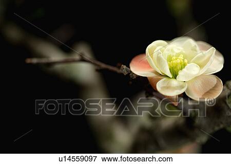 "Flower, Plum Blossom" View Large Photo Image Stock Photo - "Flower, Plum Blossom". Fotosearch