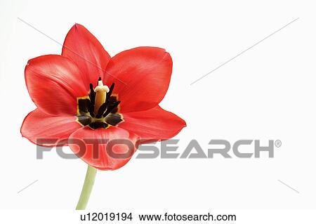 Picture - "Flower, Tulip". Fotosearch