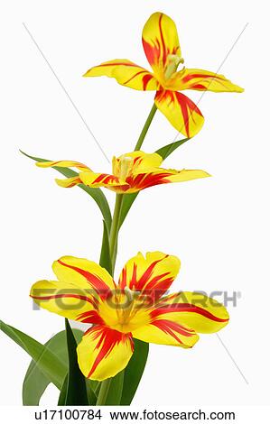 "Flower, Tulip" View Large Photo Image Picture - "Flower, Tulip". Fotosearch