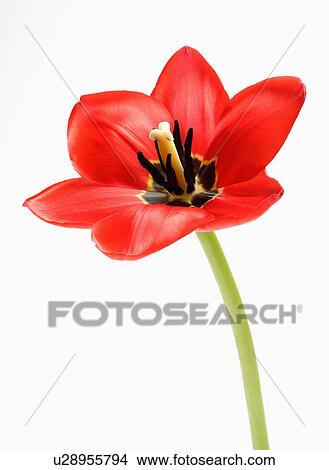"Flower, Tulip" View Large Photo Image Picture - "Flower, Tulip". Fotosearch