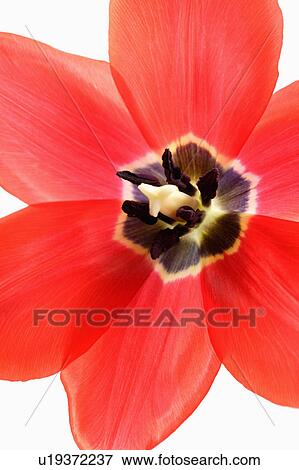 Stock Photo - "Flower, Tulip". Fotosearch