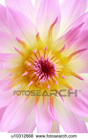 "Flower, Water Lily" View Large Photo Image Stock Photo - "Flower, Water Lily". Fotosearch