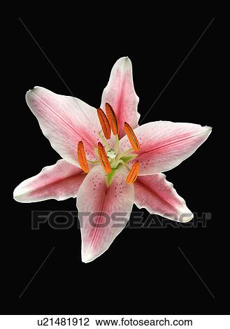 "Lily, Flower" View Large Photo Image Stock Image - "Lily, Flower". Fotosearch