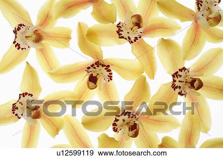 "Orchid, Flower" View Large Photo Image Stock Photo - "Orchid, Flower". Fotosearch