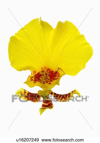 "Orchid, Flower" View Large Photo Image Stock Photo - "Orchid, Flower". Fotosearch