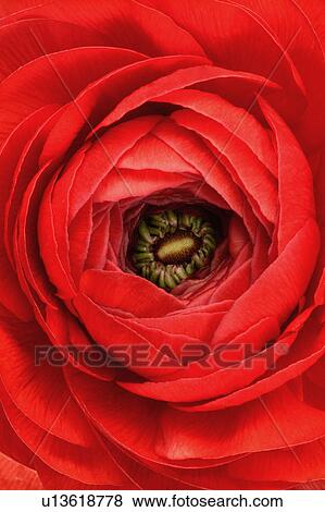 "Peony, Flower" View Large Photo Image Stock Photo - "Peony, Flower". Fotosearch