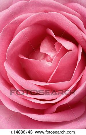 "Rose, Flower" View Large Photo Image Stock Image - "Rose, Flower". Fotosearch