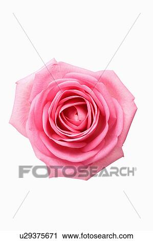 Stock Image - "Rose, Flower". Fotosearch