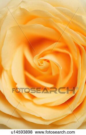 "Rose, Flower" View Large Photo Image Stock Photo - "Rose, Flower". Fotosearch