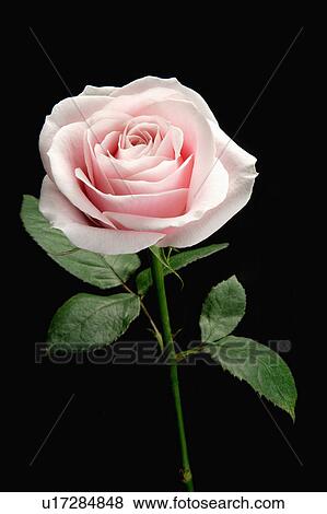 "Rose, Flower" View Large Photo Image Stock Photo - "Rose, Flower". Fotosearch