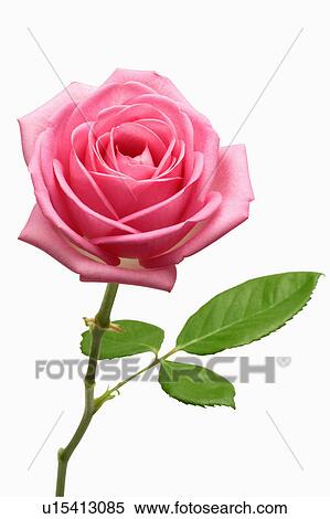 "Rose, Flower" View Large Photo Image Stock Photography - "Rose, Flower". Fotosearch