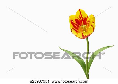 Stock Image - "Tulip, Flower". Fotosearch