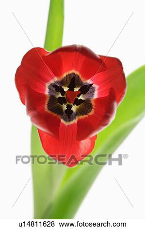 Stock Photo - "Tulip, Flower". Fotosearch