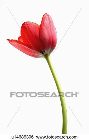 "Tulip, Flower" View Large Photo Image Stock Photograph - "Tulip, Flower". Fotosearch