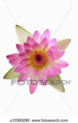 Stock Image - "Water Lily, Flower". Fotosearch