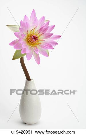 "Water Lily, Flower" View Large Photo Image Stock Image - "Water Lily, Flower". Fotosearch