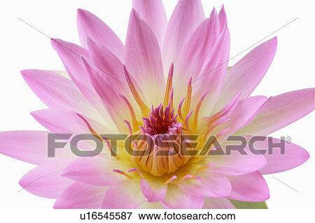 Stock Photo - "Water Lily, Flower". Fotosearch